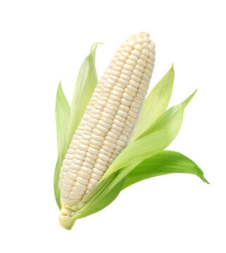 Fresh white corn isolated on white background. Clipping path.