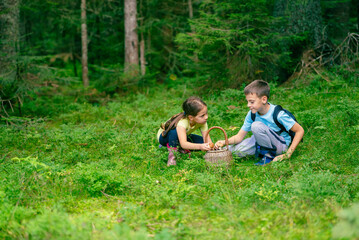 Naklejka na ściany i meble Girl and a boy in boots are sitting and putting mushrooms they found in the forest into a basket
