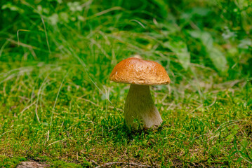 Boletus edulis mushroom grows from moss