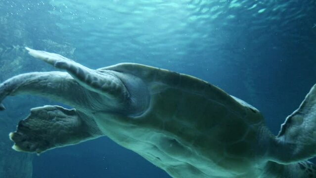 Detalle de una tortuga gigante nadando en un acuario. 