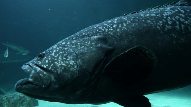 Detalle de un mero Gigante bajo el agua.