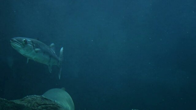Pez amenazado por un tibur&oacute;n gris.