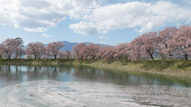 長野県伊那市高遠町の桜の名所【六道の堤】の桜並木と池に浮かぶ花筏（フィックス）