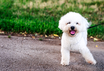 The cute white curly Bishon Frise dog on the walk