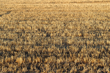 mowed field 