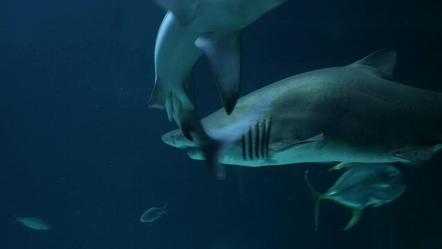 Detalle de un tiburón gris.