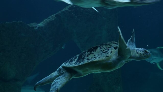Detalle de una tortuga gigante buceando en el fondo de un acuario.