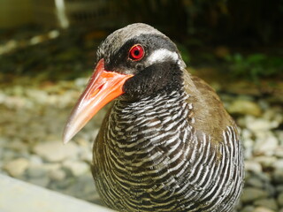 ヤンバルクイナ生態展示学習施設クイナの森（沖縄） クー太
