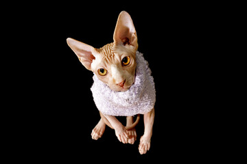 cat breed canadian sphynx in purple sweater isolated on black