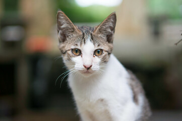 京都 伏見稲荷大社に暮らす野生の子猫可愛らしい
