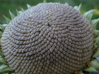 sunflower seeds fruits