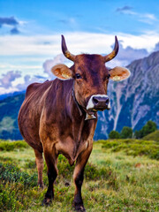 cow on the mountain