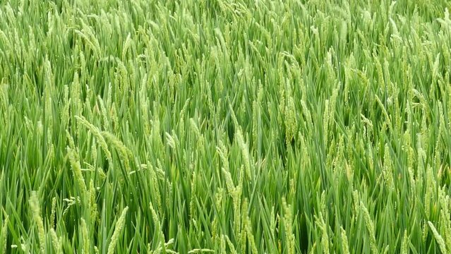 Detalle de la planta del arroz en la Albufera de Valencia, Espa&ntilde;a.