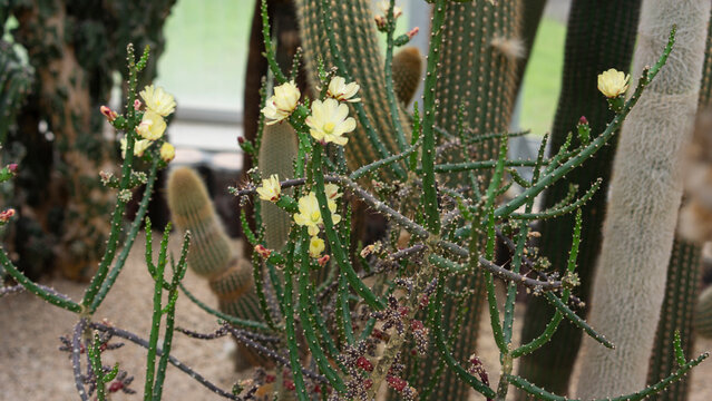 small Opuntia aurantiaca in bloom