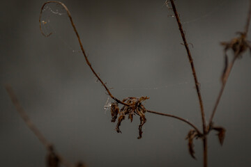 Dried winter foliage