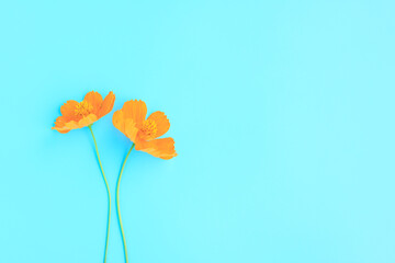 Yellow, Orange cosmos flowers on blue patel background