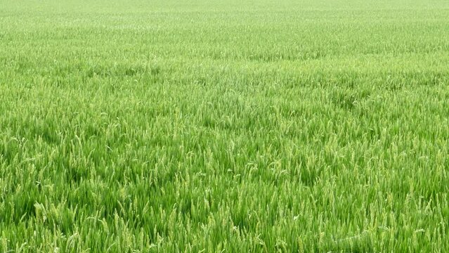 un campo de arrozales de Valencia, Espa&ntilde;a.