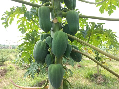 Green papaya on tree