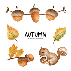 Watercolor acorn, autumn season vector illustration © ChonnieArtwork 
