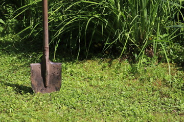 A shovel stuck in the ground in the garden. A gardener's working tool.