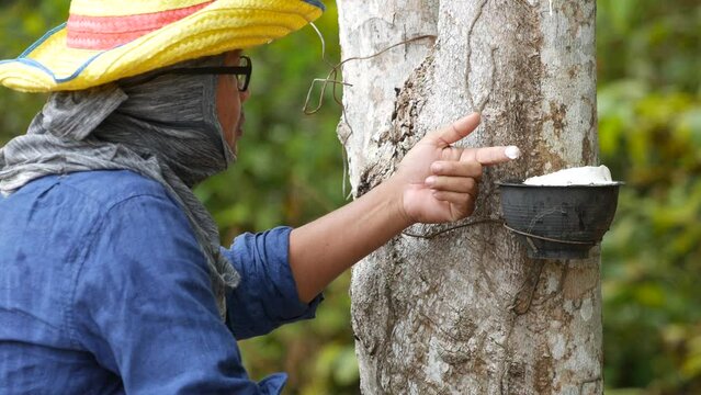 Farmers are checking the quality of the rubber that flows from the rubber trees, the idea of farming using technology to help.