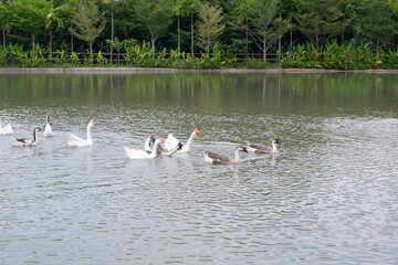 The lion head goose is having fun playing in the water.