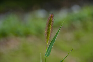 美しい緑をバックに茜色に輝くねこじゃらし	

