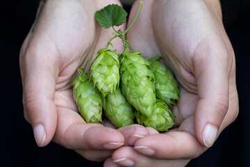 Naklejka na ściany i meble From hops to a pint. A close-up view of hop cones in a woman's hands, a key ingredient in brewing fresh and aromatic homemade beer.