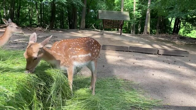 Young spotted deer are eating hay from a feeder. 