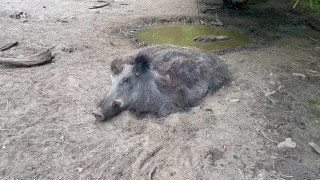 an African warthog sleeping on the ground