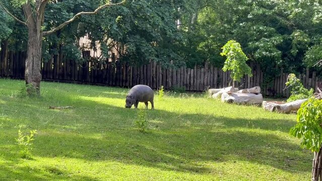 Cute fat pygmy hippo eating grass. 