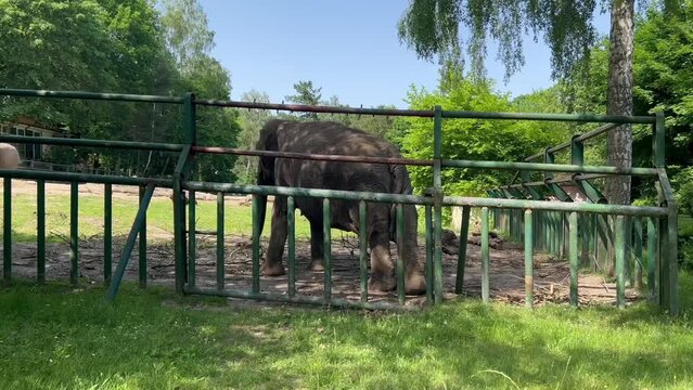 An elephant in a zoo behind a cage on a sunny day