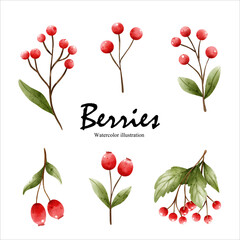 Watercolor berries, autumn season vector illustration