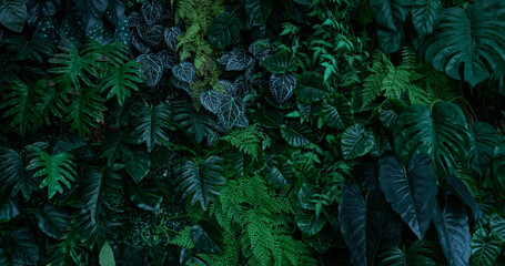 Naklejka na ściany i meble Full frame of nature green background, tropical leaf banner or floral jungle pattern concept. 