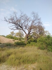 Tree dry