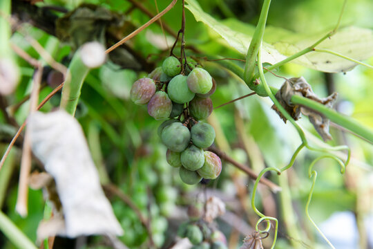 Dried grapes. Grape disease. A dry bunch of grapes is hanging on a branch
