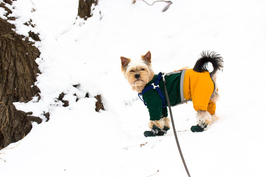 Funny cute Yorkshire Terrier dog in warm suit overalls walking at cold frosty winter day on nature, in park woods. Doggie in warm shoes boots playing in white snow. Clothes for pets for walk outdoors.