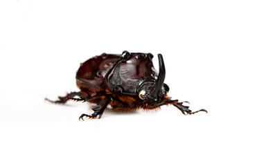 Rhinoceros beetle isolated on white background. Beautiful insect.
