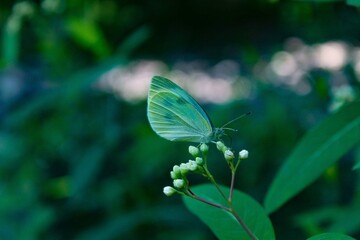 butterfly on a flower