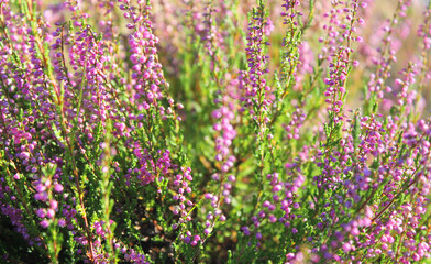 Violet blossoming heather flowers in wild nature and summer landscape