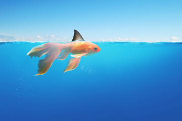 Goldfish with shark fin floating in the ocean under water. Bold ambitious entrepreneur, business...