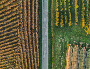 Panoramic view on fields with a hail protection net, apple trees and sunflower field. during the rising sun. The sun's rays hitting the trees