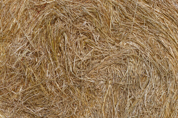 Dry straw texture