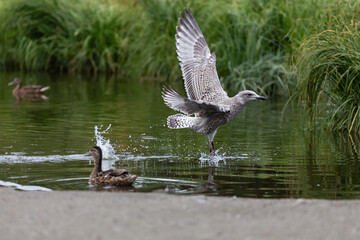 Close-up of a flying seagull taking off water, young chick