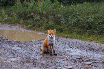 The red fox is sitting on the ground near the grass, looking into the camera.