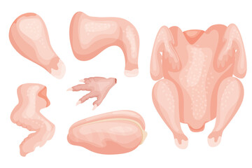 Set of pieces of chicken meat. Fillet, leg, drumstick, wing. Vector objects for your use.