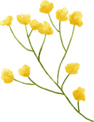 Yellow flower floral watercolor for decoration