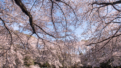 Fototapeta premium サクラの咲く森