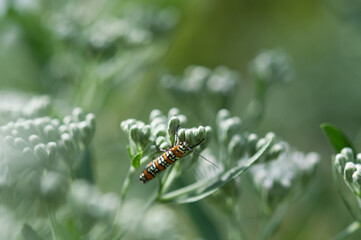 Ailanthus webworm