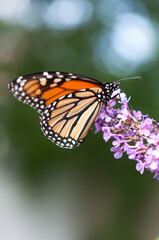 Fototapeta na wymiar violet Buddleja davidii blossom and butterfly close up